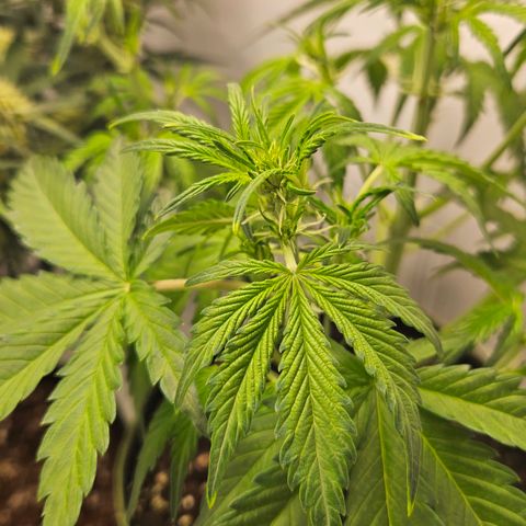 Amnesia Zkittlez Auto growlog timeline photo