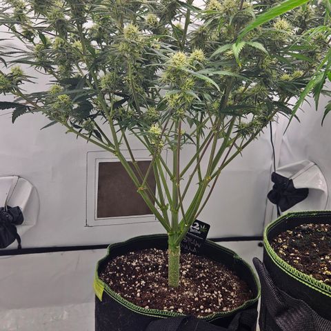 Strawberry Banana Auto growlog timeline photo