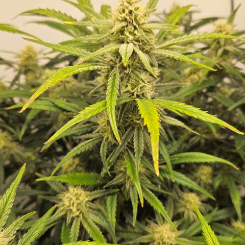 Strawberry Banana Auto growlog timeline photo