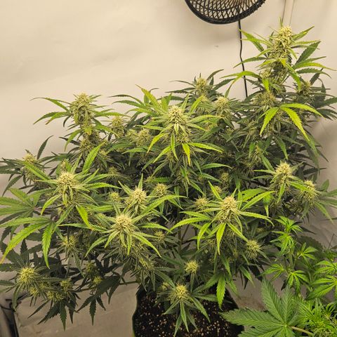 Strawberry Banana Auto growlog timeline photo