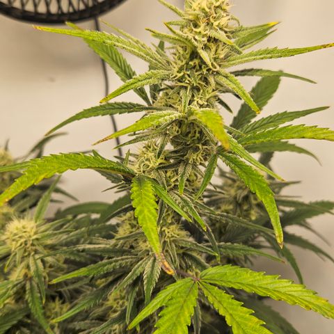 Strawberry Banana Auto growlog timeline photo