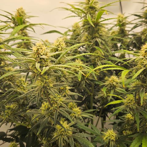 Strawberry Banana Auto growlog timeline photo