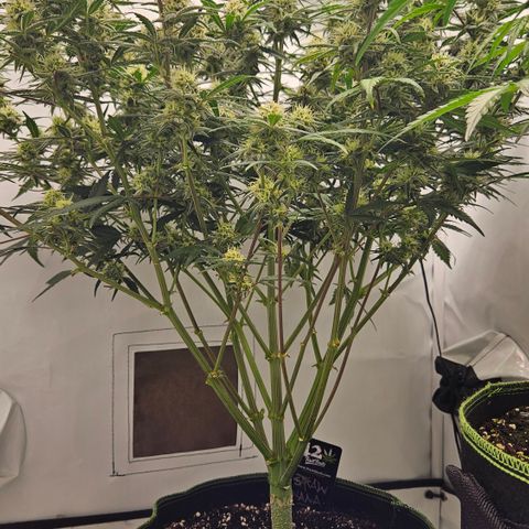 Strawberry Banana Auto growlog timeline photo