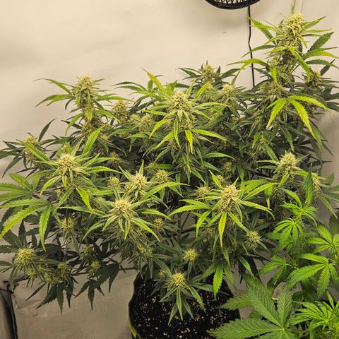 Strawberry Banana Auto growlog timeline photo