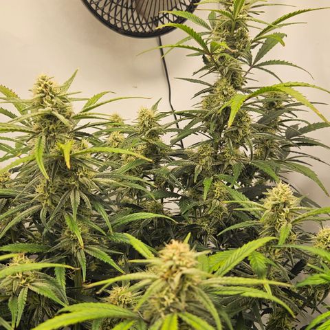 Strawberry Banana Auto growlog timeline photo