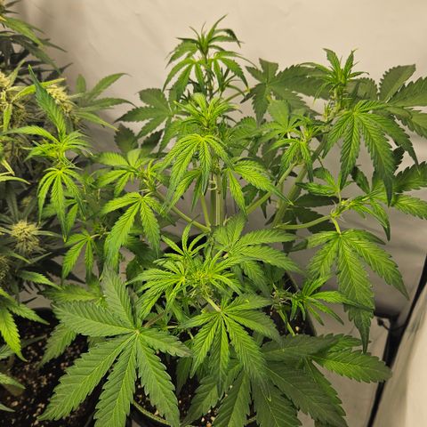 Amnesia Zkittlez Auto growlog timeline photo