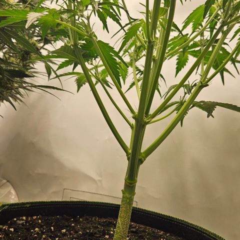 Amnesia Zkittlez Auto growlog timeline photo