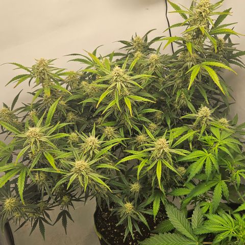 Strawberry Banana Auto growlog timeline photo