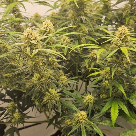 Strawberry Banana Auto growlog timeline photo