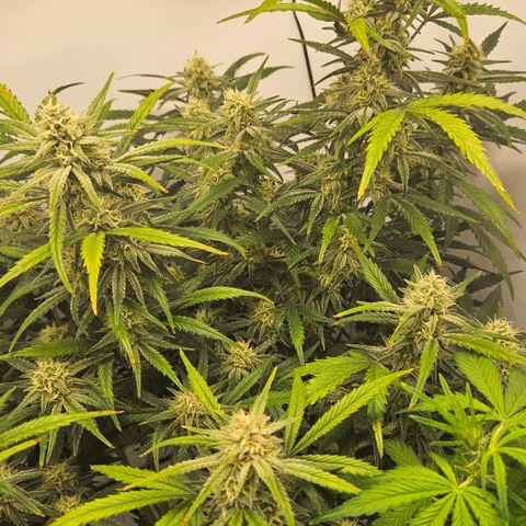 Strawberry Banana Auto growlog timeline photo