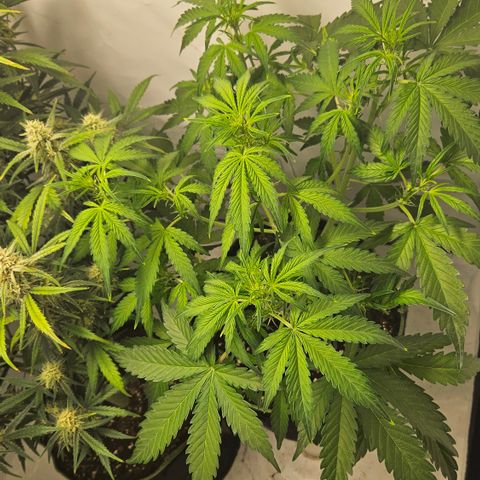 Amnesia Zkittlez Auto growlog timeline photo
