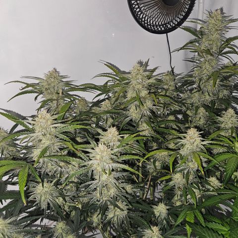 Strawberry Banana Auto growlog timeline photo