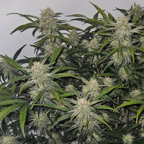 Strawberry Banana Auto growlog timeline photo