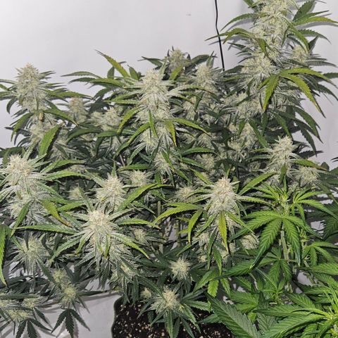Strawberry Banana Auto growlog timeline photo