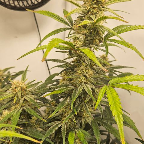 Strawberry Banana Auto growlog timeline photo