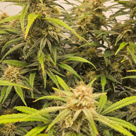 Strawberry Banana Auto growlog timeline photo