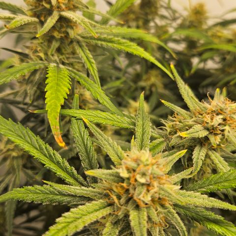 Strawberry Banana Auto growlog timeline photo