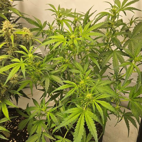 Amnesia Zkittlez Auto growlog timeline photo