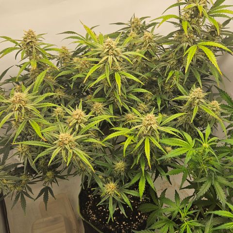 Strawberry Banana Auto growlog timeline photo