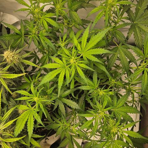 Amnesia Zkittlez Auto growlog timeline photo