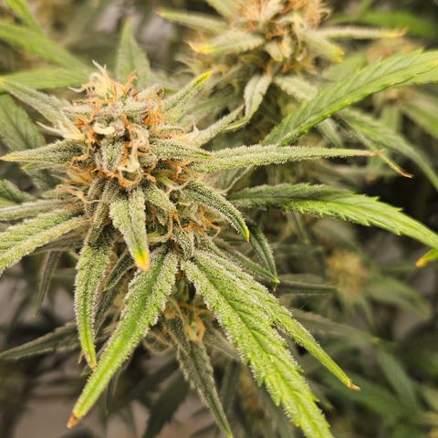 Strawberry Banana Auto growlog timeline photo