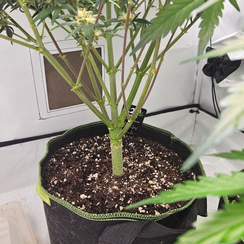Strawberry Banana Auto growlog timeline photo