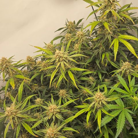 Strawberry Banana Auto growlog timeline photo