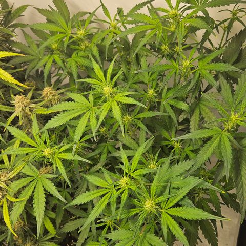 Amnesia Zkittlez Auto growlog timeline photo