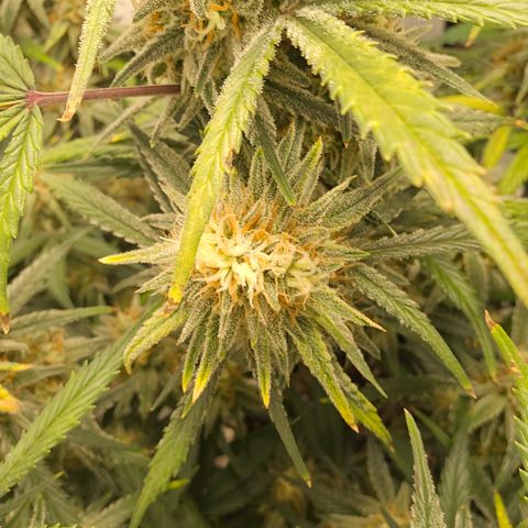 Strawberry Banana Auto growlog timeline photo