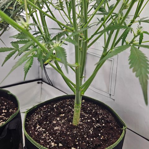 Amnesia Zkittlez Auto growlog timeline photo