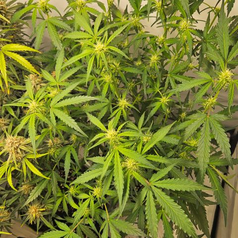 Amnesia Zkittlez Auto growlog timeline photo