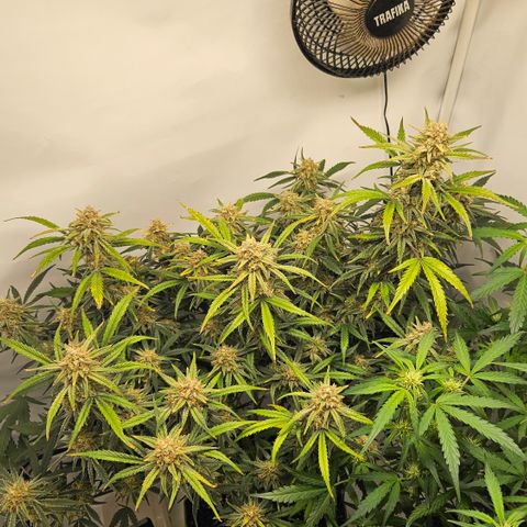 Strawberry Banana Auto growlog timeline photo