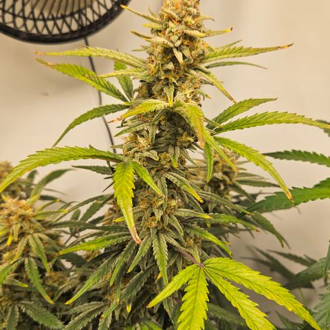 Strawberry Banana Auto growlog timeline photo