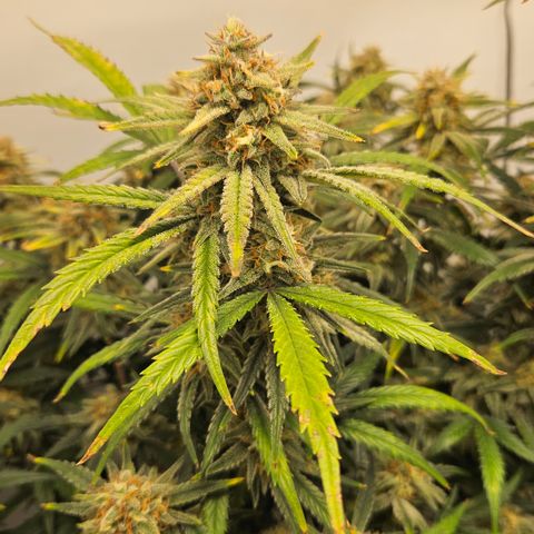 Strawberry Banana Auto growlog timeline photo