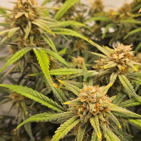 Strawberry Banana Auto growlog timeline photo