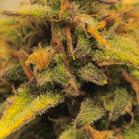 Strawberry Banana Auto growlog timeline photo