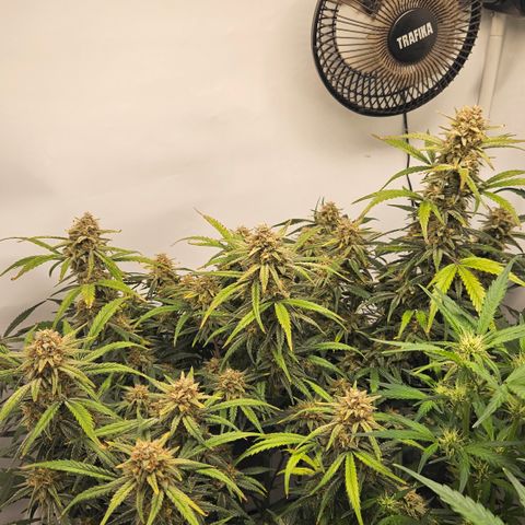 Strawberry Banana Auto growlog timeline photo