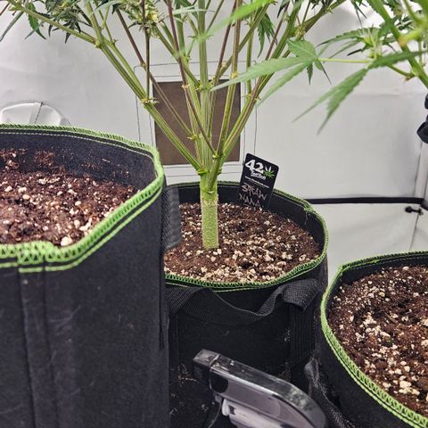 Strawberry Banana Auto growlog timeline photo