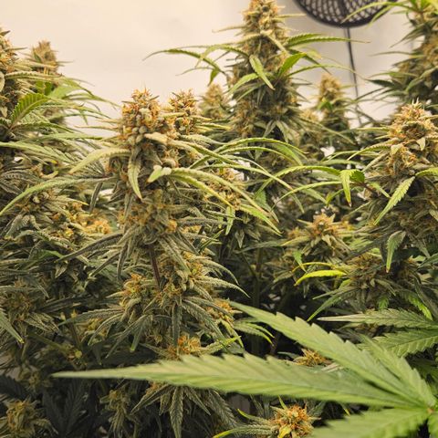 Strawberry Banana Auto growlog timeline photo