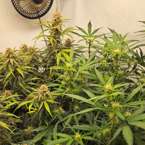 Amnesia Zkittlez Auto growlog timeline photo