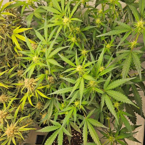 Amnesia Zkittlez Auto growlog timeline photo