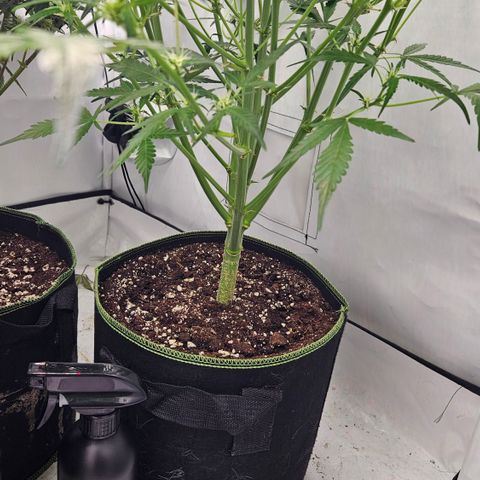 Amnesia Zkittlez Auto growlog timeline photo