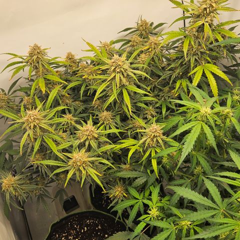 Strawberry Banana Auto growlog timeline photo
