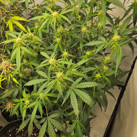 Amnesia Zkittlez Auto growlog timeline photo