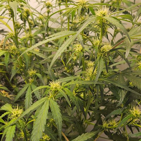 Amnesia Zkittlez Auto growlog timeline photo