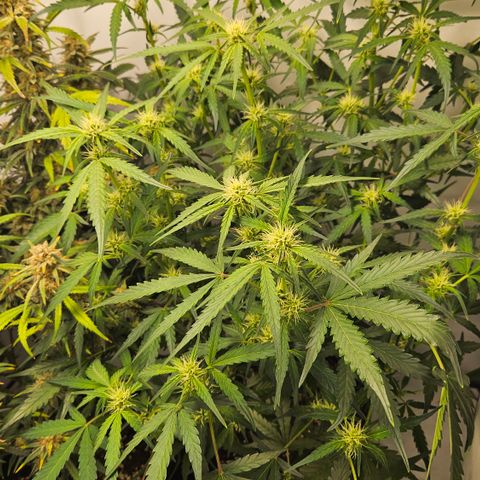 Amnesia Zkittlez Auto growlog timeline photo