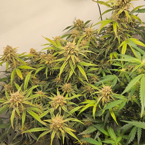 Strawberry Banana Auto growlog timeline photo