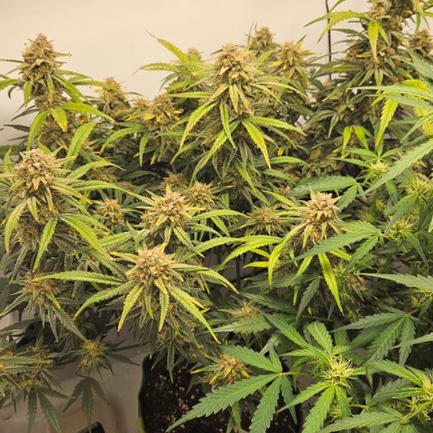 Strawberry Banana Auto growlog timeline photo