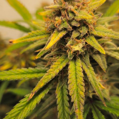 Strawberry Banana Auto growlog timeline photo