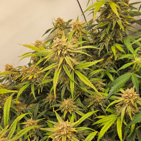 Strawberry Banana Auto growlog timeline photo